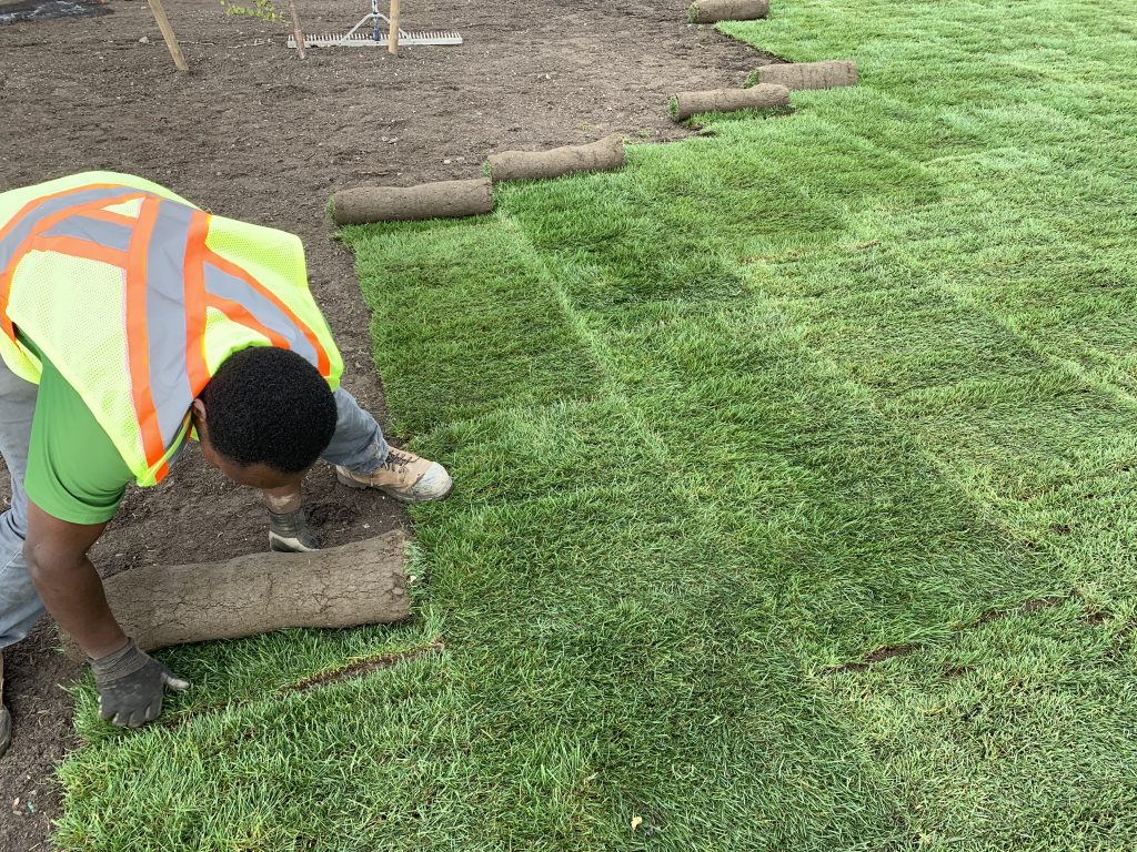 Sod installation project